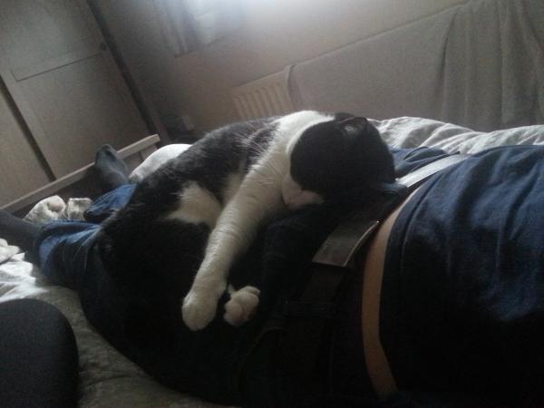 AIBU or is my cat ?