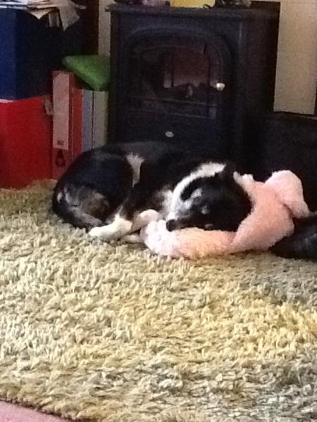 Border collies - would love to hear your experiences.