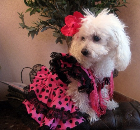 A warm and stylish dog walking coat