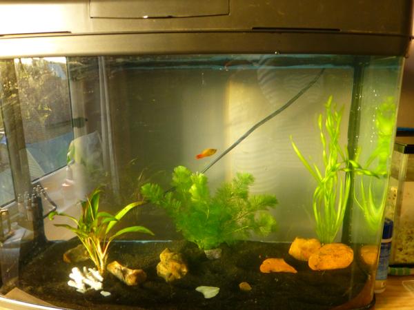 Week 10 - Low Carb Bootcamp - the last week!