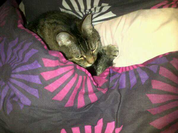 AIBU or is my cat ?