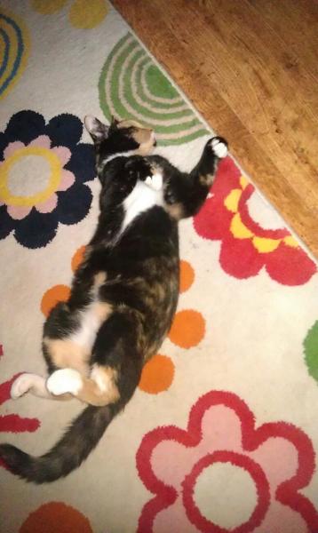 To think cats are not pets, more fluffy forms of torture.