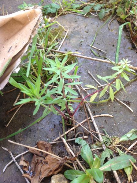 What is this weed please