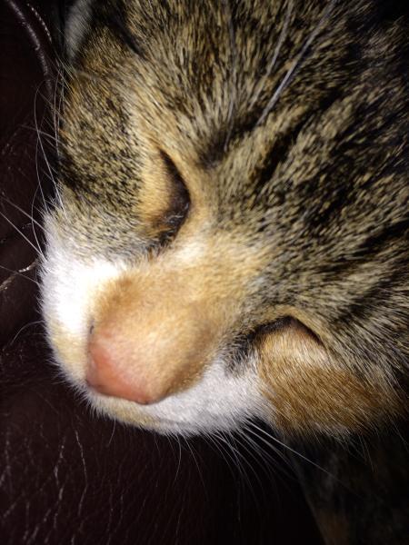 I might love my cat too much.