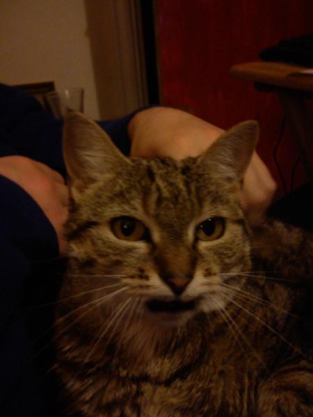 To think cats are not pets, more fluffy forms of torture.