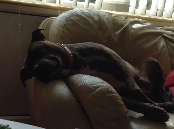 it must be lovely to be a well loved dog