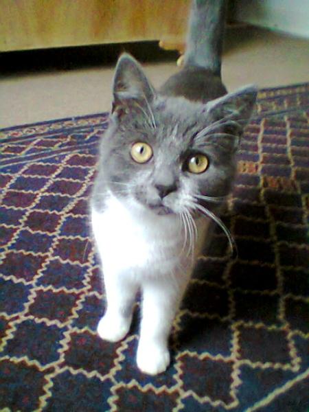 Thread to post photos of your cats