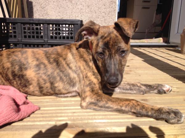 Are you a Greyhound, Whippet or Lurcher owner? Come and have a seat on another new pointy hounds cushion!