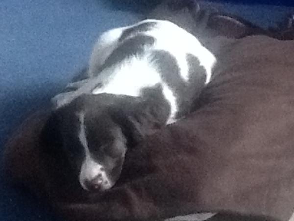 How is everyone getting on with their new puppies?