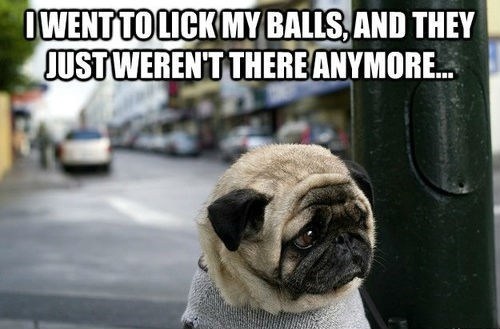 Not to want to castrate my new dog?