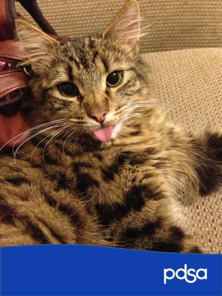 AIBU or is my cat ?