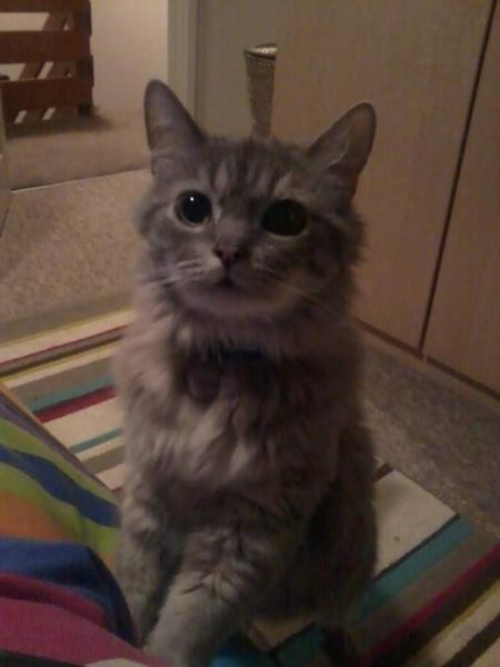 AIBU or is my cat ?