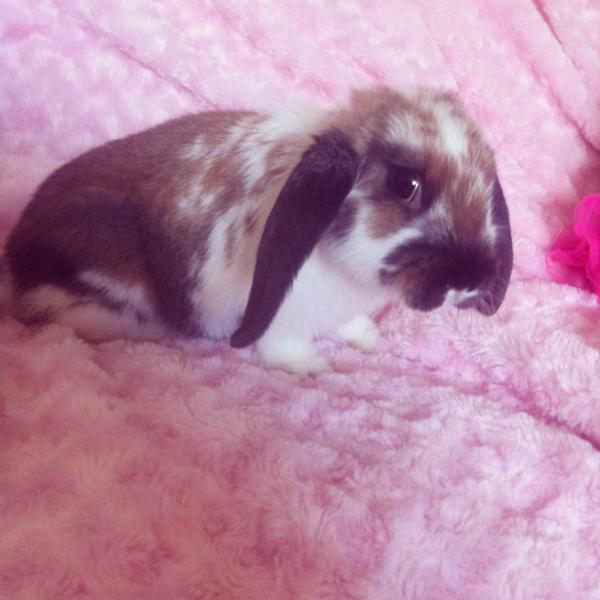 Does anyone know what breed my bunny is?