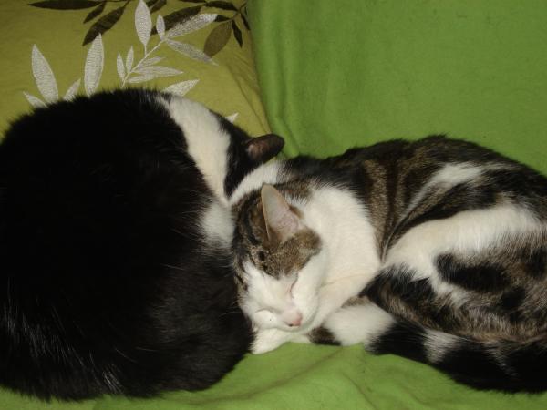 anyone with dog and cat?