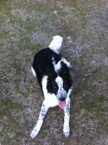 Border collies - would love to hear your experiences.