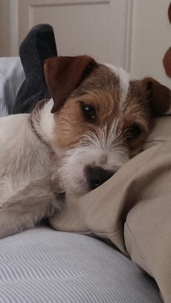 Raw feeding questions