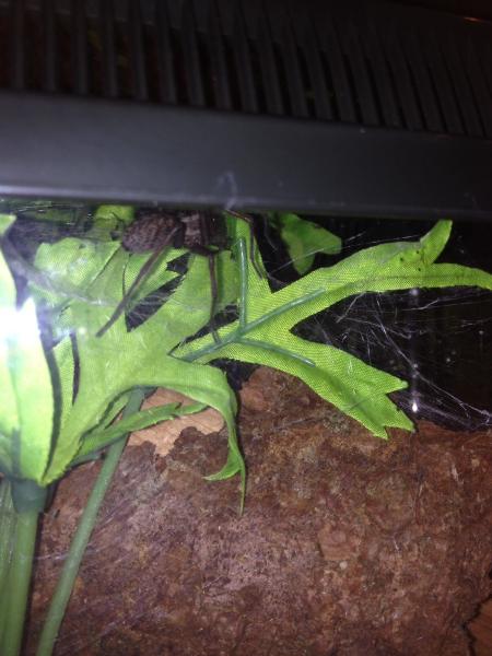 To fecking hate spiders?!?