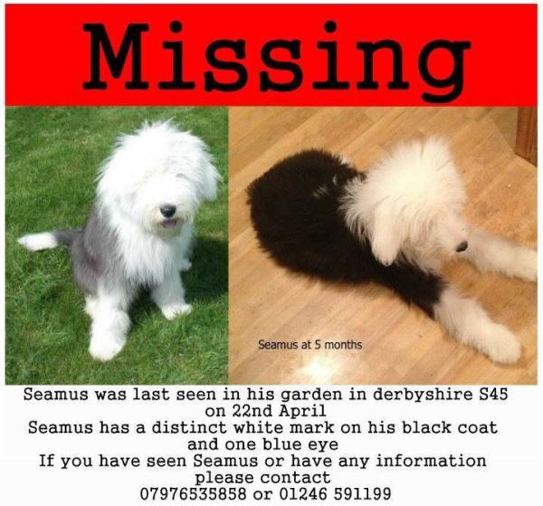 8 month Old English Sheepdog missing in Derbyshire