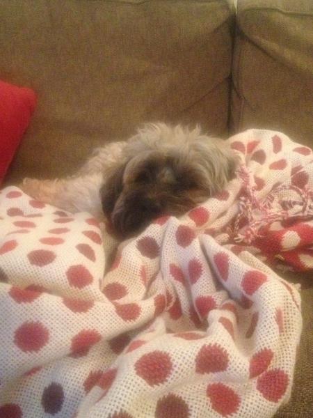 To ask dog owners to help me get through this