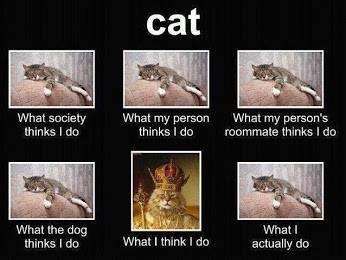 AIBU or is my cat ?