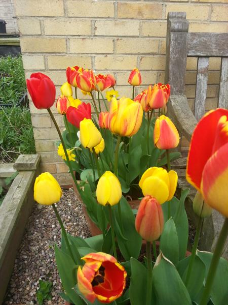 tea room 36 - Teh Alpine Chalet