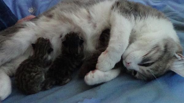 Our cat has just had kittens - now what?