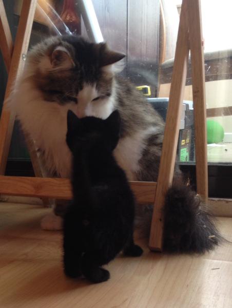 Oooh Grandkitties coming soon :D