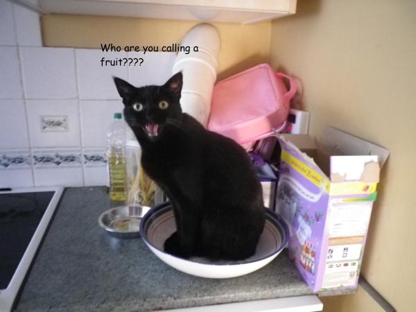 To think cats are not pets, more fluffy forms of torture.