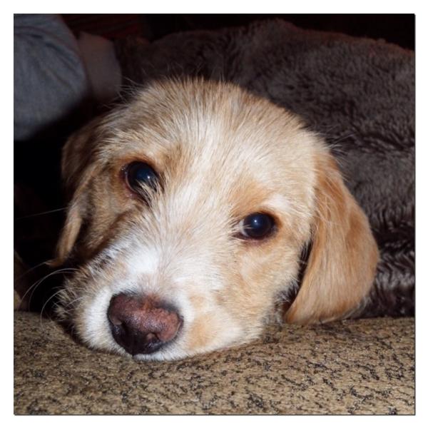 My new puppy!
