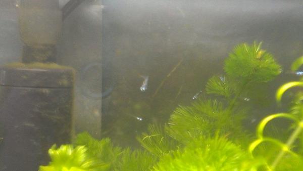 Week 10 - Low Carb Bootcamp - the last week!