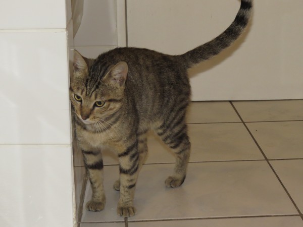 Rehoming cat to a farm