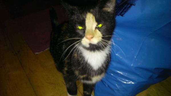 AIBU or is my cat ?