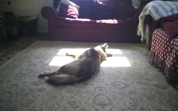 it must be lovely to be a well loved dog