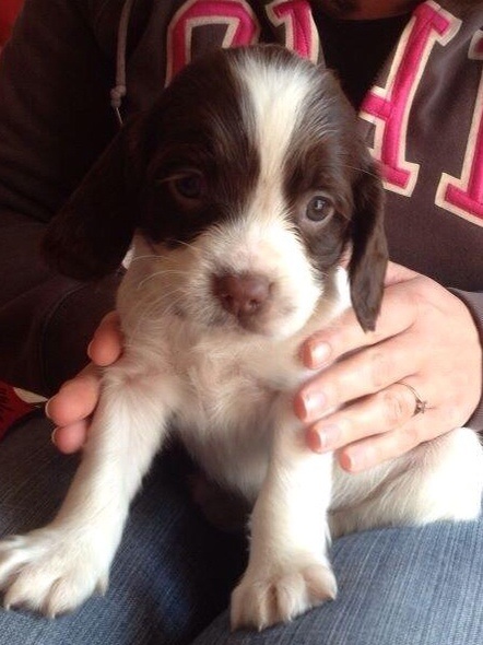 My new puppy!