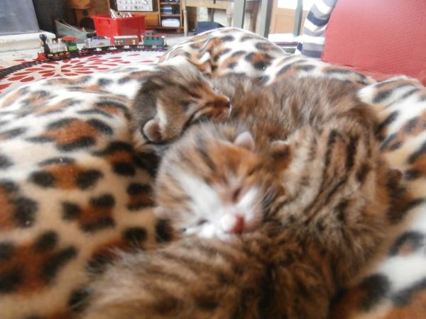 Our cat has just had kittens - now what?