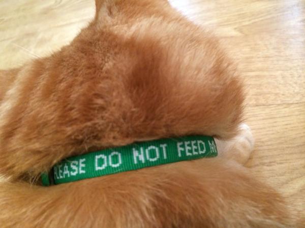 Catnapping