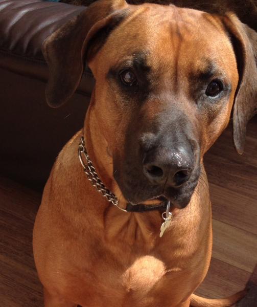 SHOW OFF YOUR DOGS! We can finally post photos here!