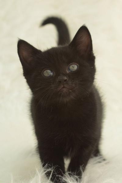 Oooh Grandkitties coming soon :D