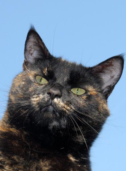 To think cats are not pets, more fluffy forms of torture.