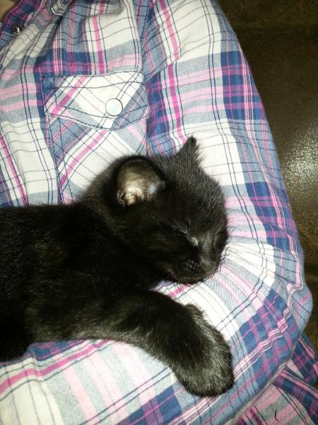 Squee! 4 week old kittens!