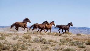 AIBU to suggest The Grand National should be banned..it's abuse