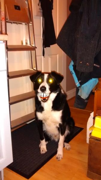 it must be lovely to be a well loved dog