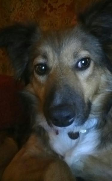 Border collies - would love to hear your experiences.