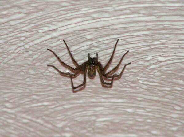 To fecking hate spiders?!?