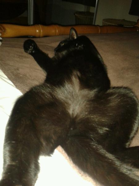 AIBU or is my cat ?