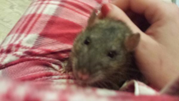 HOLY FUCKING SHIT....JUST SEEN A MOUSE...WIBU TO RUN AWAY FROM THIS HOUSE?