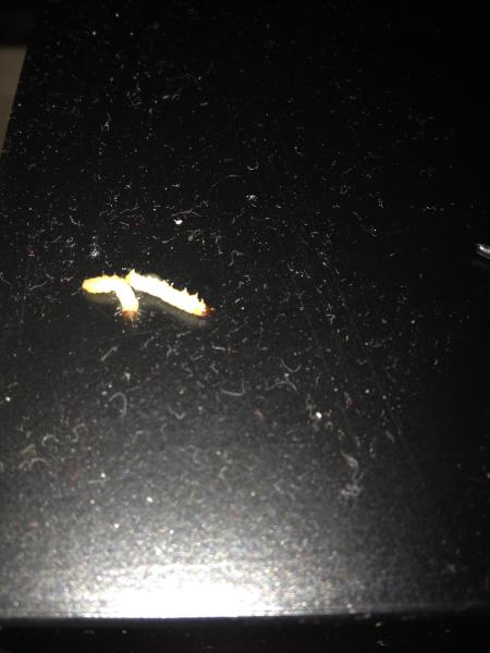 What larvae are these?