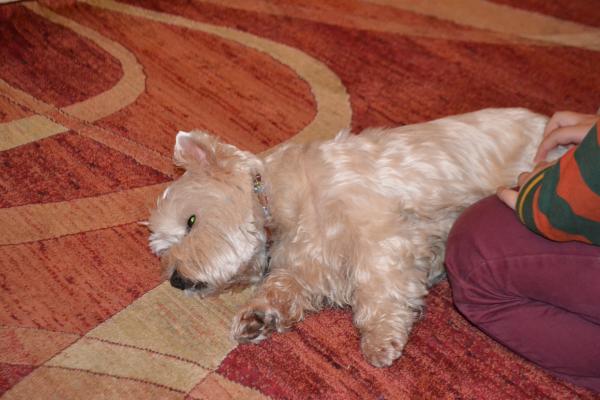 it must be lovely to be a well loved dog