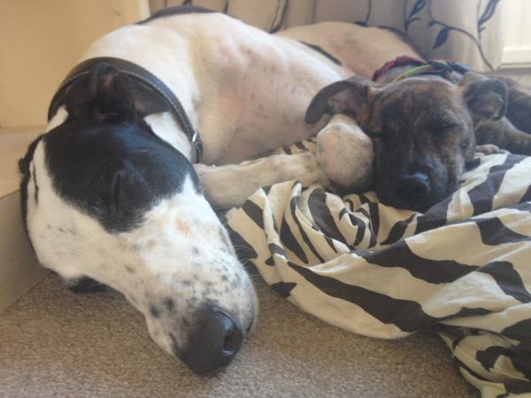Greyhound, Whippet or Lurcher owner? Here's another pointy hounds cushion!