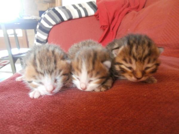 Our cat has just had kittens - now what?